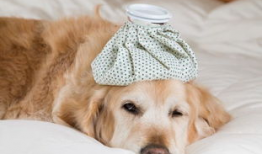 狗狗视频,捕捉萌宠瞬间